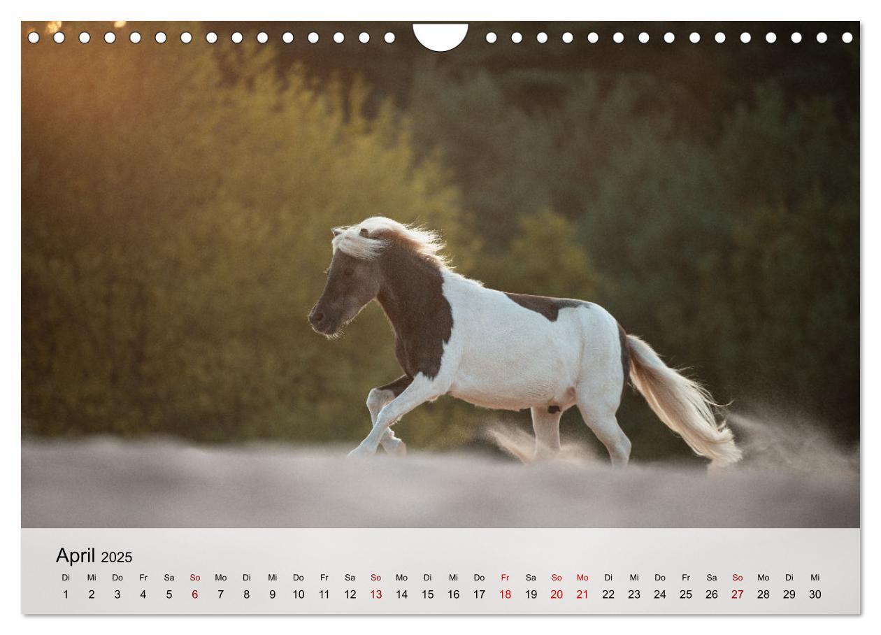 Bild: 9783435105045 | Pferde 2025 Kraft und Anmut (Wandkalender 2025 DIN A4 quer),...