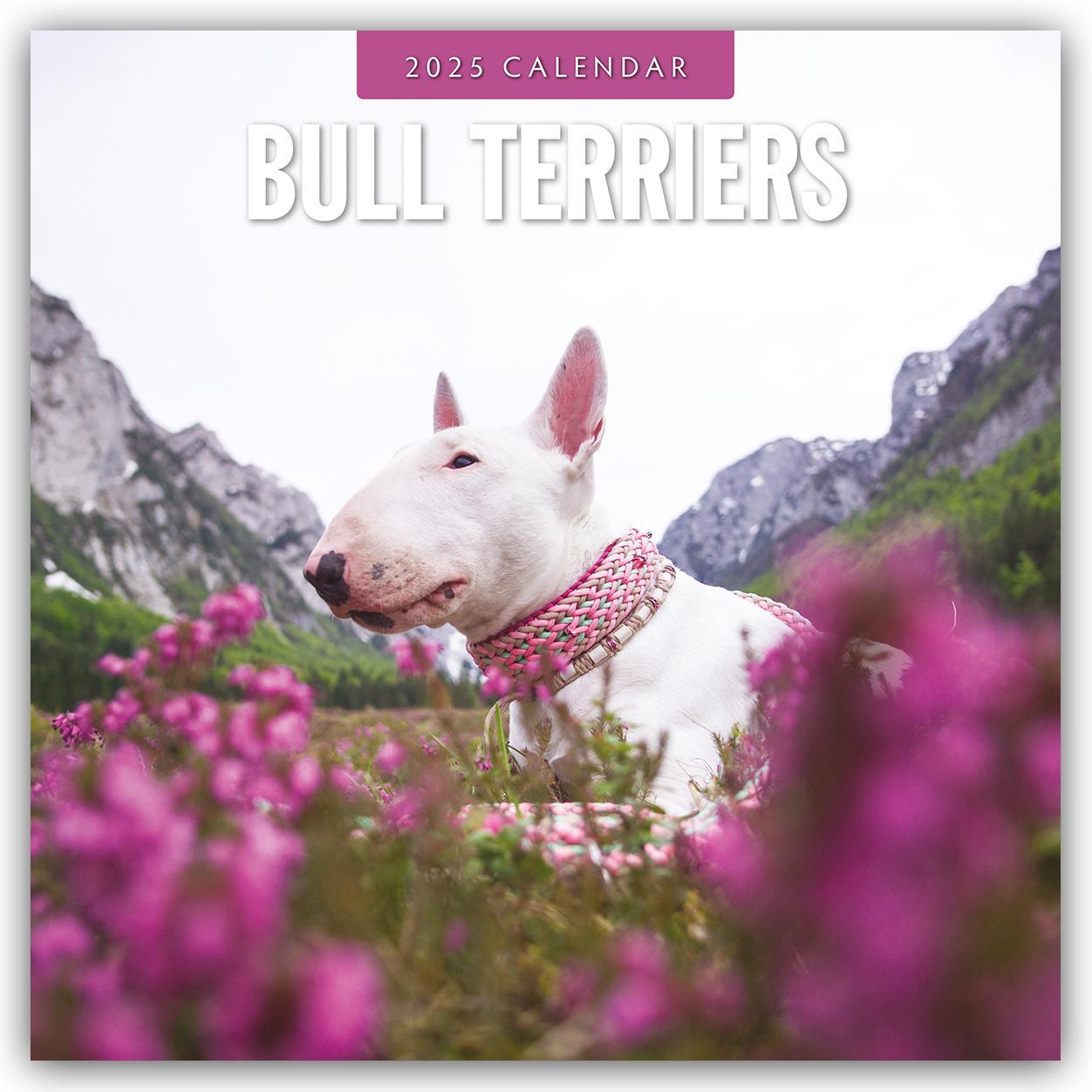 Cover: 9781804424407 | Bull Terriers - Bullterrier 2025 - 16-Monatskalender | Robin Red