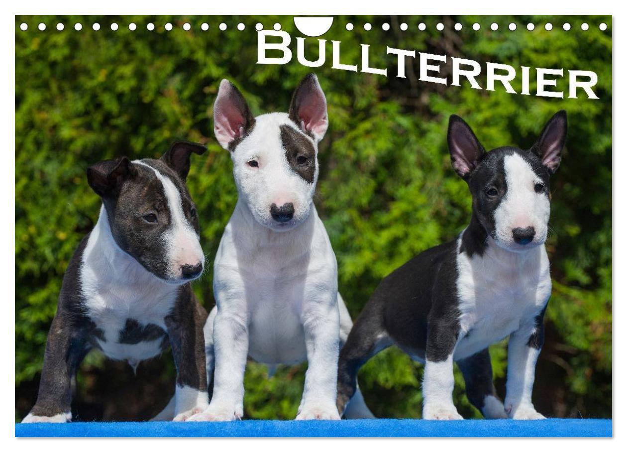 Cover: 9783435768844 | Bullterrier (Wandkalender 2025 DIN A4 quer), CALVENDO Monatskalender