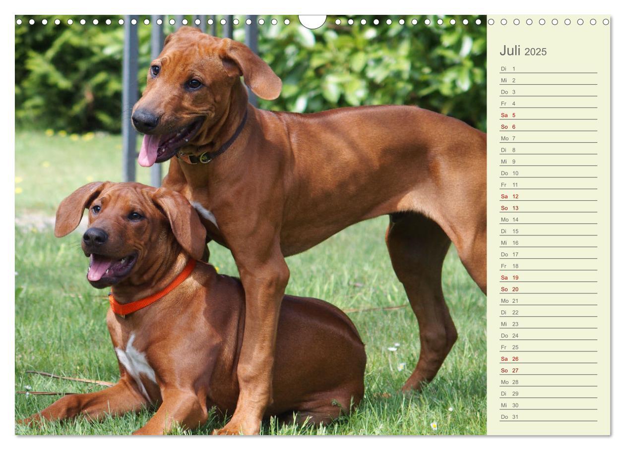 Bild: 9783383937415 | Rhodesian Ridgeback - Jung, wild, zuckersüß (Wandkalender 2025 DIN...