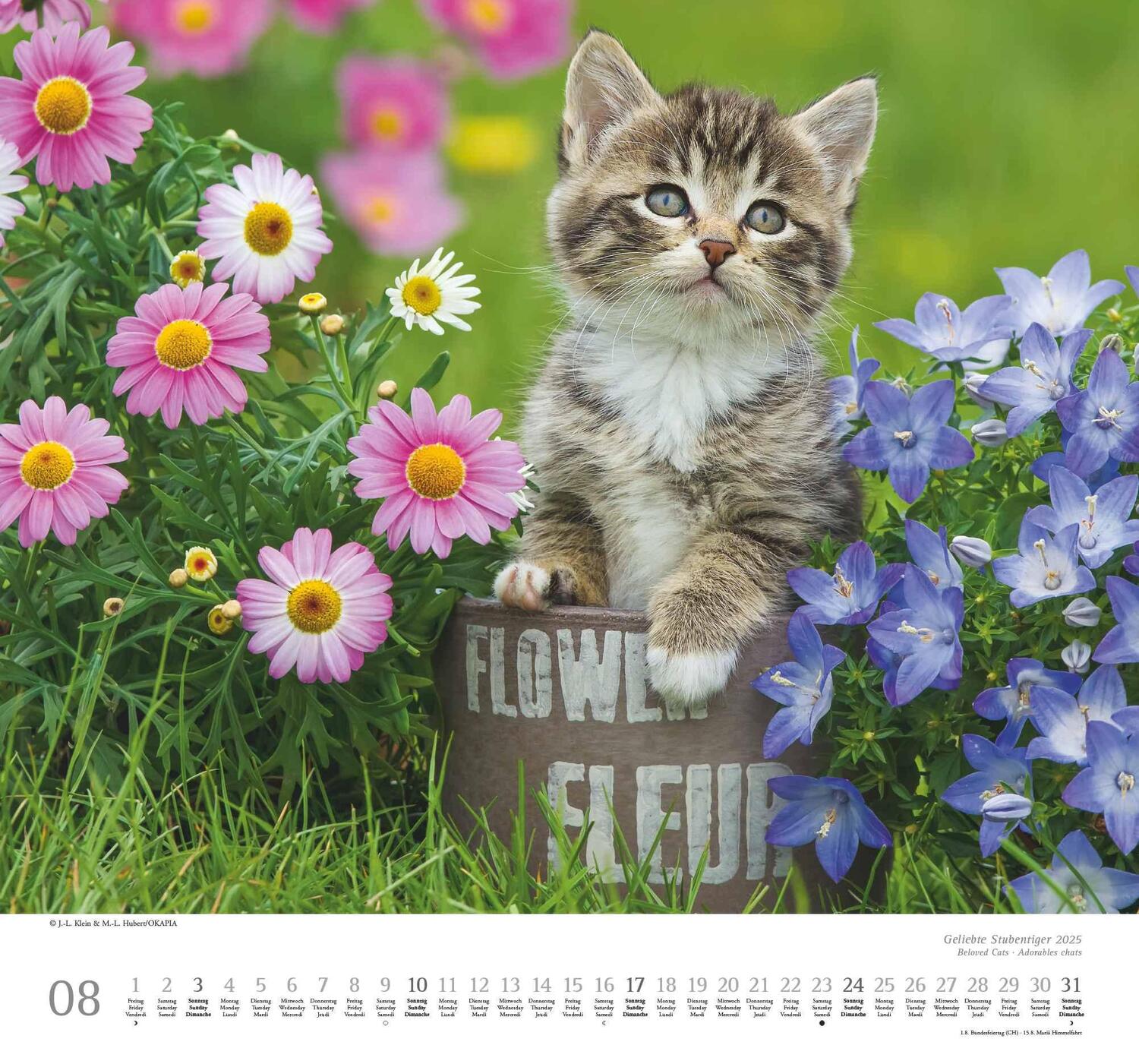 Bild: 4250809652498 | Geliebte Stubentiger 2025 - DUMONT Wandkalender - mit den...