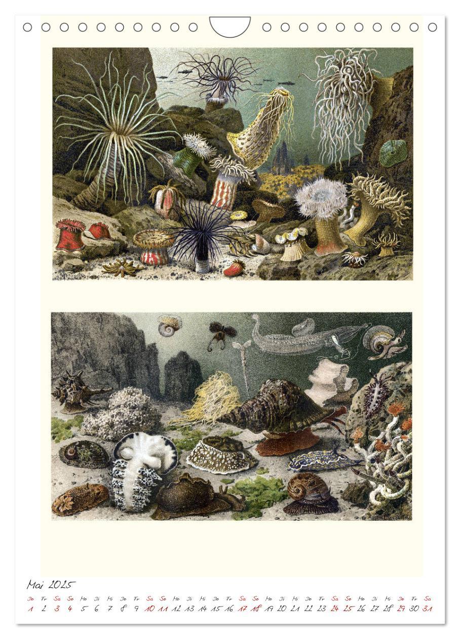 Bild: 9783435978908 | Formenspiele der Evolution. Chromolithographien des 19....