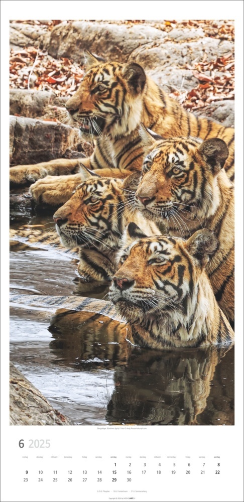 Bild: 9783839900239 | Big Cats Kalender 2025 | Kalender | Spiralbindung | 14 S. | Deutsch