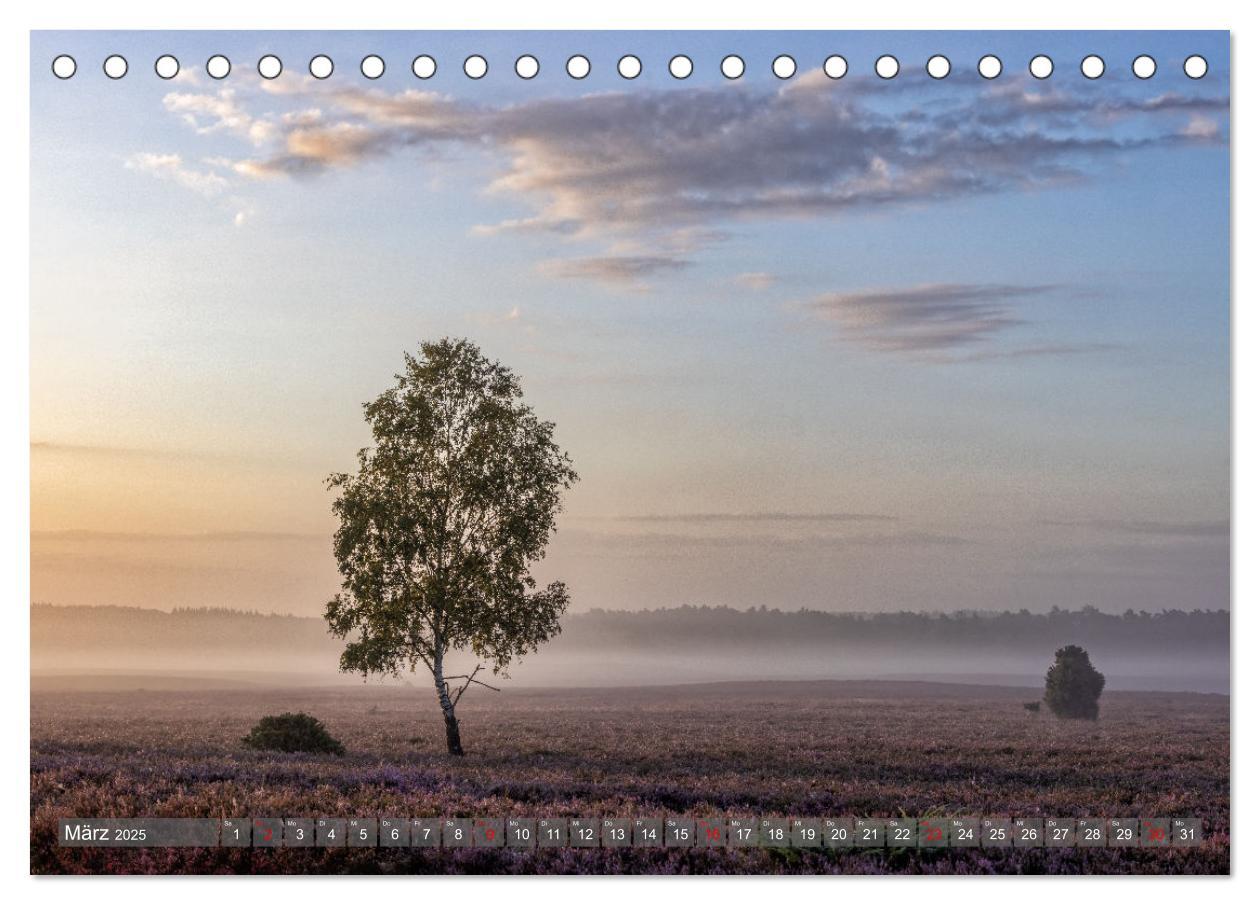 Bild: 9783383853005 | Die Lüneburger Heide - In voller Blüte (Tischkalender 2025 DIN A5...