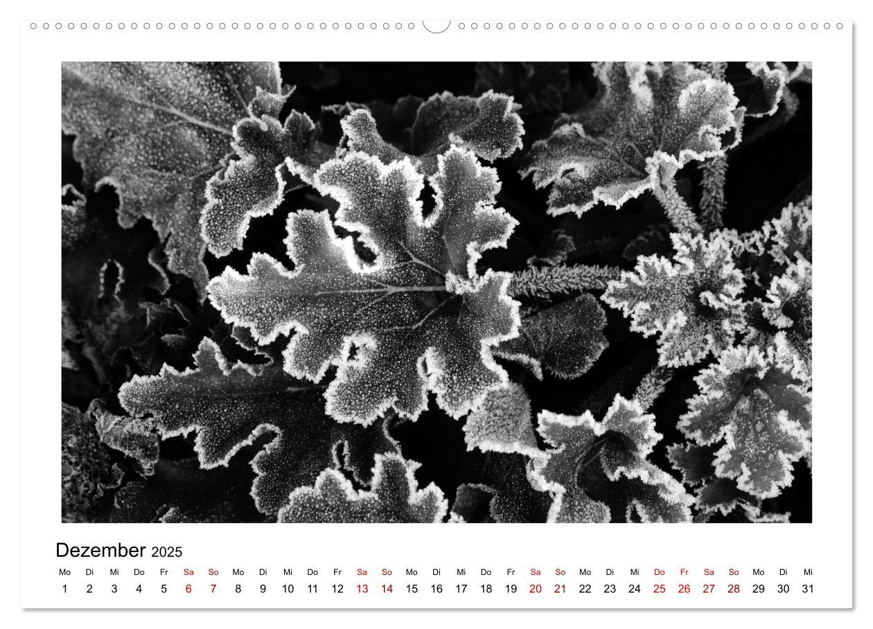 Bild: 9783435440092 | Die grafische Schönheit der Pflanzen ¿ Schwarz-Weiß (Wandkalender...