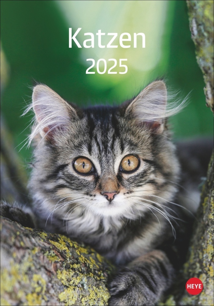 Cover: 9783756405589 | Katzen Kalender 2025 | Kalender | Spiralbindung | 13 S. | Deutsch