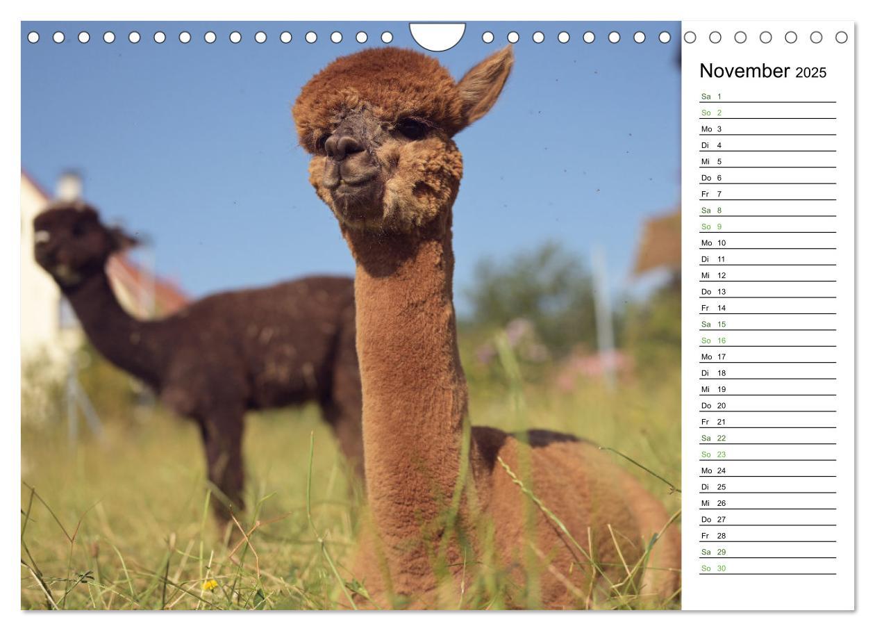 Bild: 9783457218679 | Alpakas im Paradies (Wandkalender 2025 DIN A4 quer), CALVENDO...