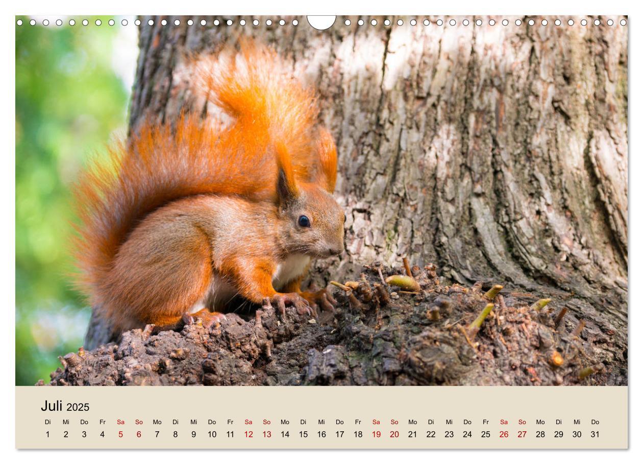 Bild: 9783435174492 | Eichhörnchen in Berlin (Wandkalender 2025 DIN A3 quer), CALVENDO...