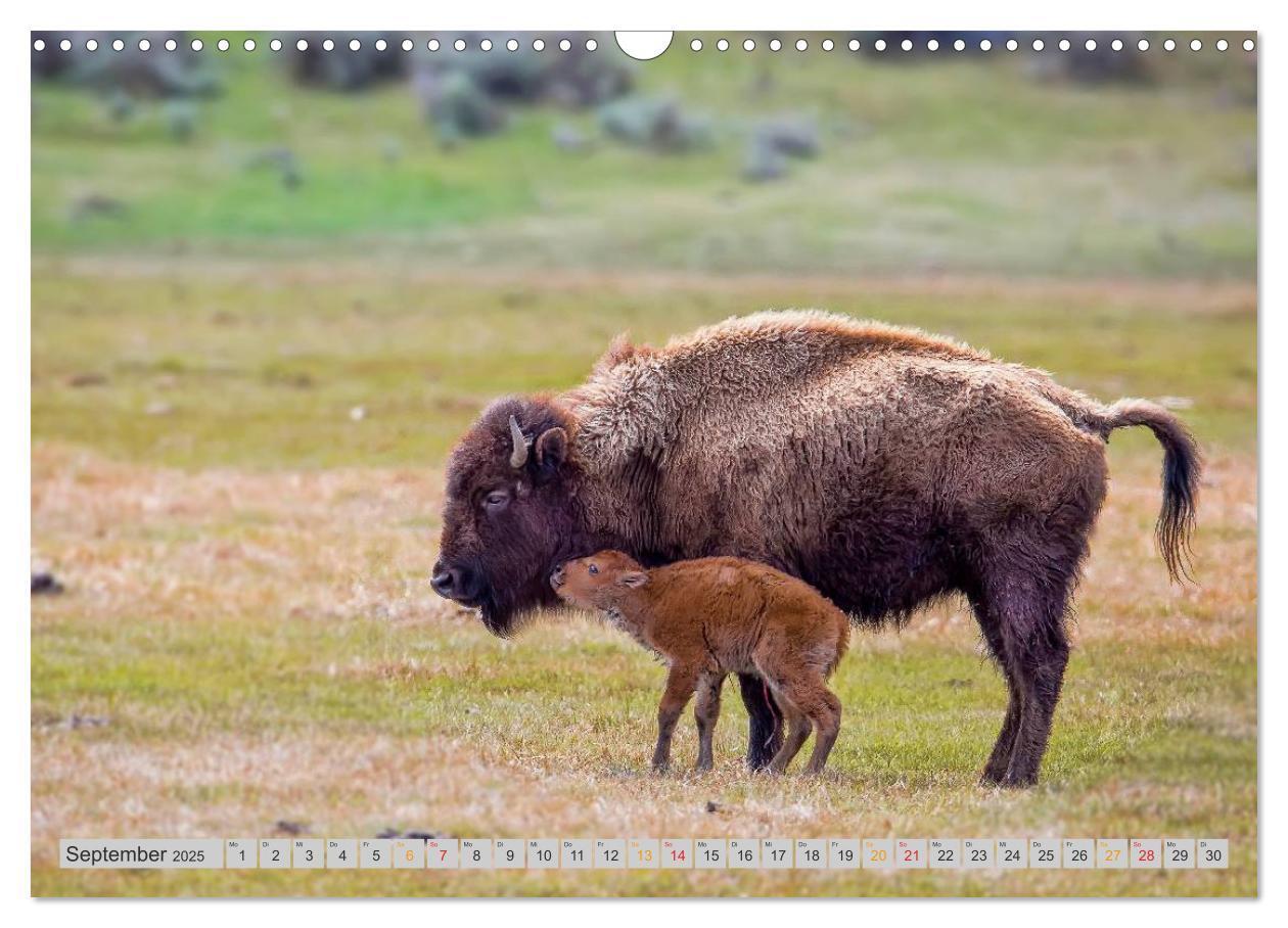 Bild: 9783435580149 | Bison und Wisent - Riesen mit unbändiger Kraft (Wandkalender 2025...