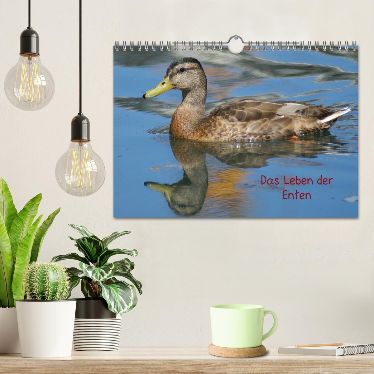 Bild: 9783435840779 | Das Leben der Enten (Wandkalender 2025 DIN A4 quer), CALVENDO...