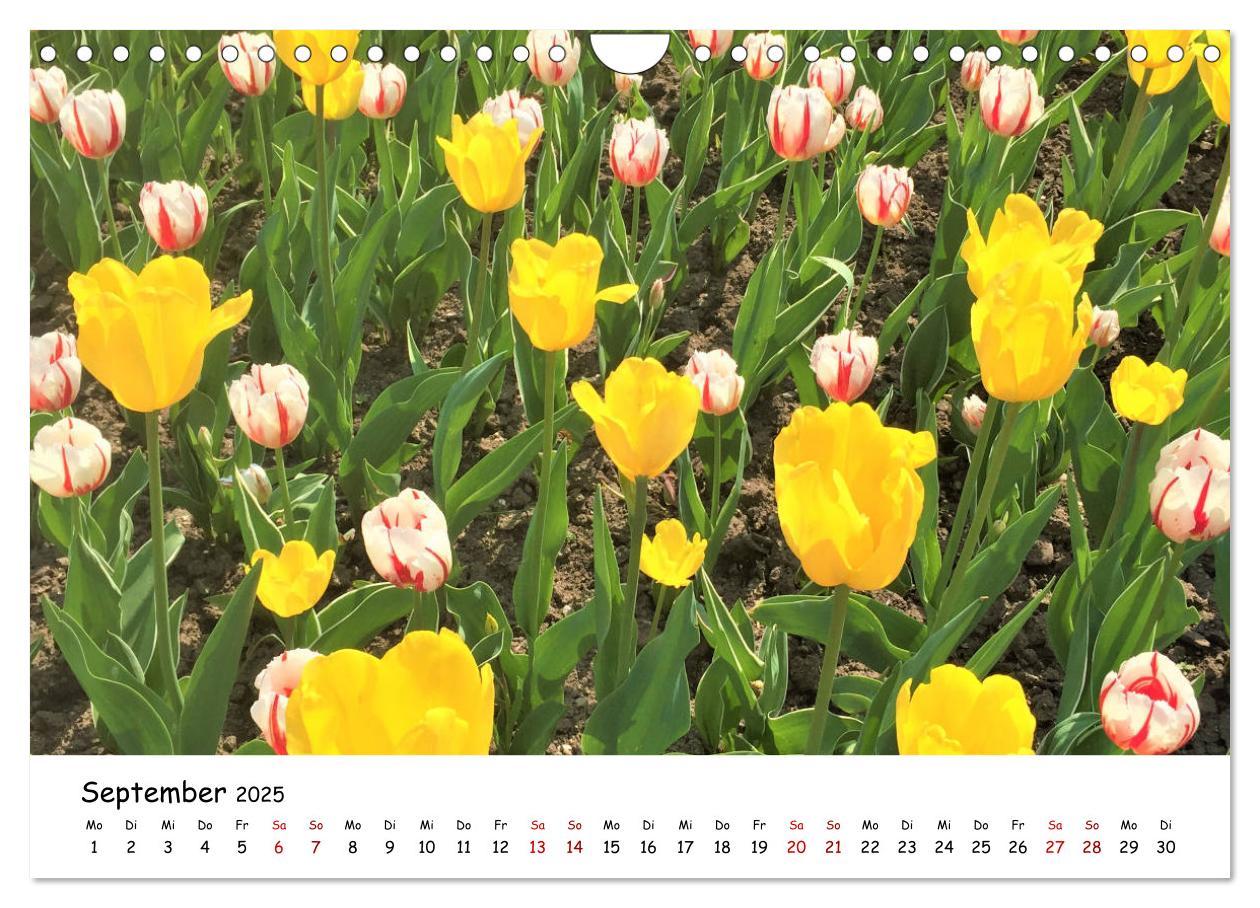 Bild: 9783435261840 | Tulpenblüte in Flevoland 2025 (Wandkalender 2025 DIN A4 quer),...