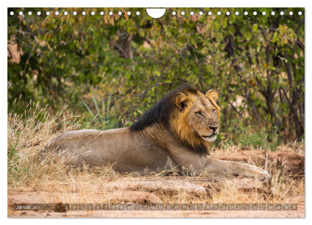 Bild: 9783435399192 | Abenteuer Sambia (Wandkalender 2025 DIN A4 quer), CALVENDO...