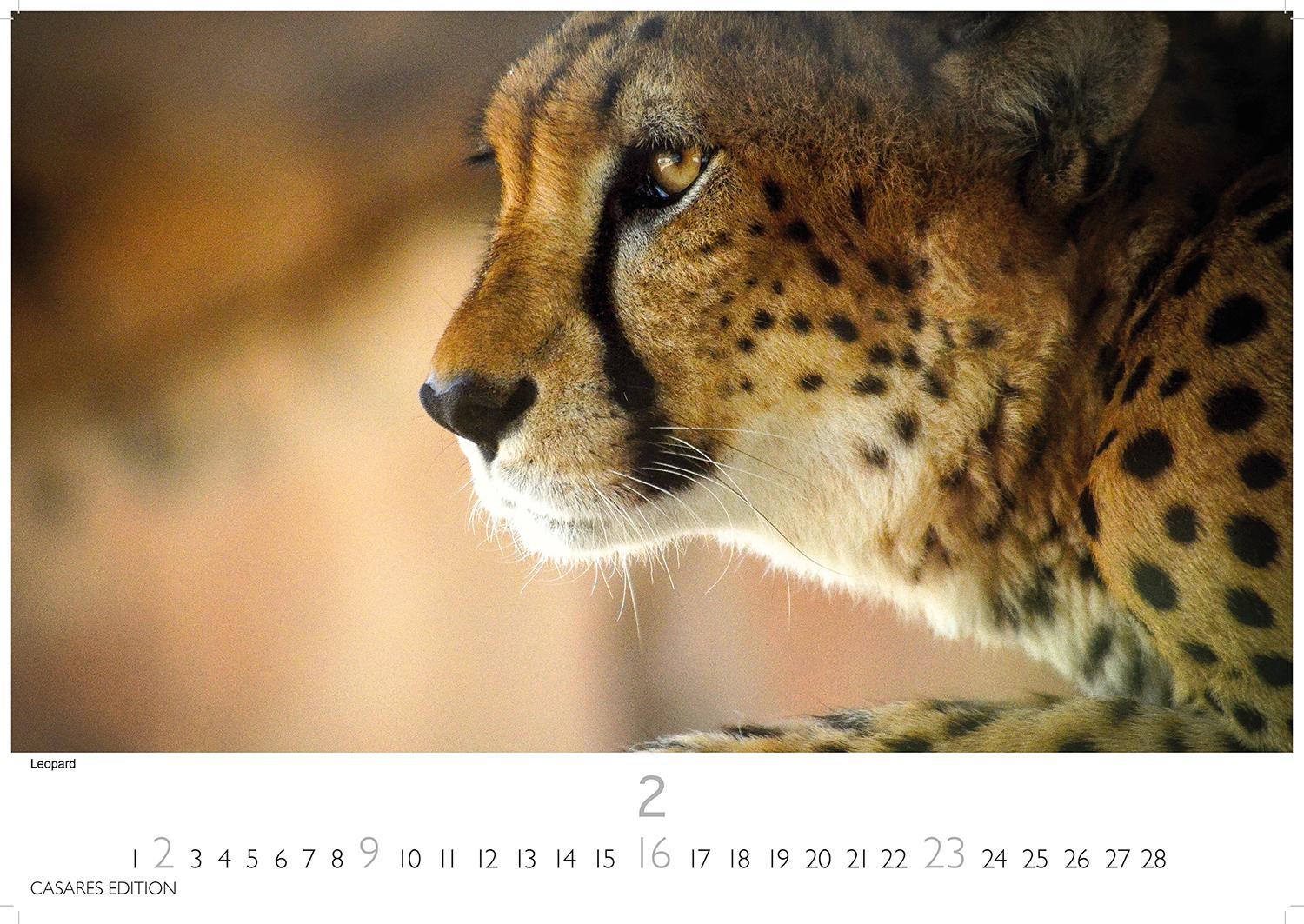 Bild: 9781835241240 | Big Cats 2025 L 35x50cm | Kalender | 14 S. | Deutsch | 2025