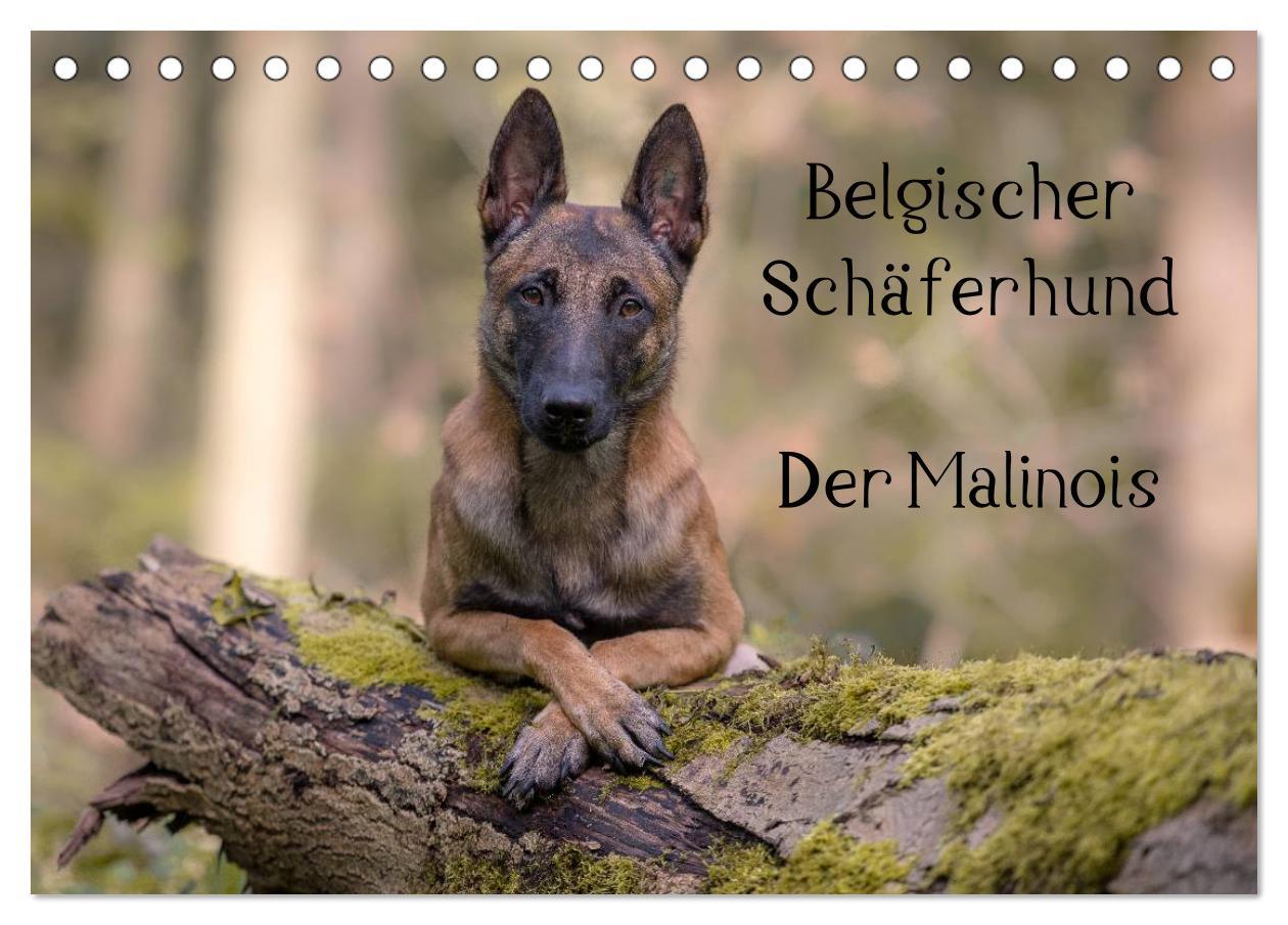 Cover: 9783435642267 | Belgischer Schäferhund - Der Malinois (Tischkalender 2025 DIN A5...