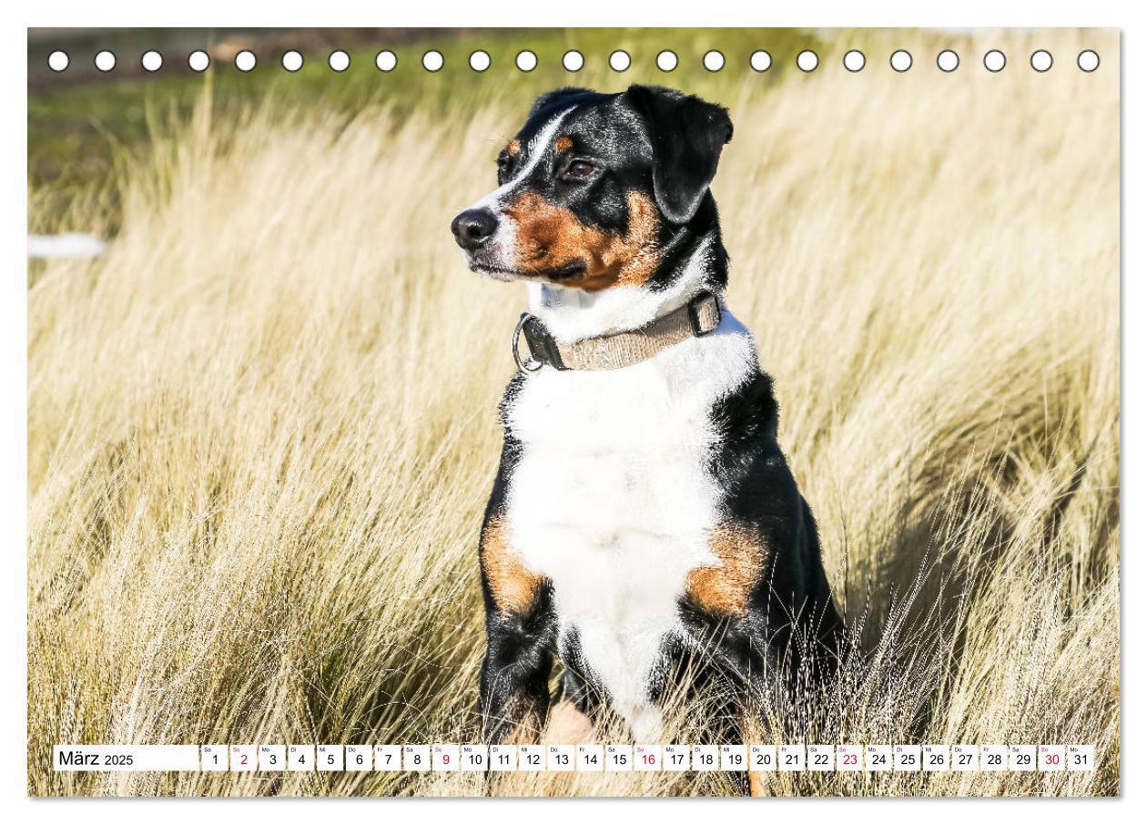 Bild: 9783435331550 | Appenzeller Sennenhunde (Tischkalender 2025 DIN A5 quer), CALVENDO...