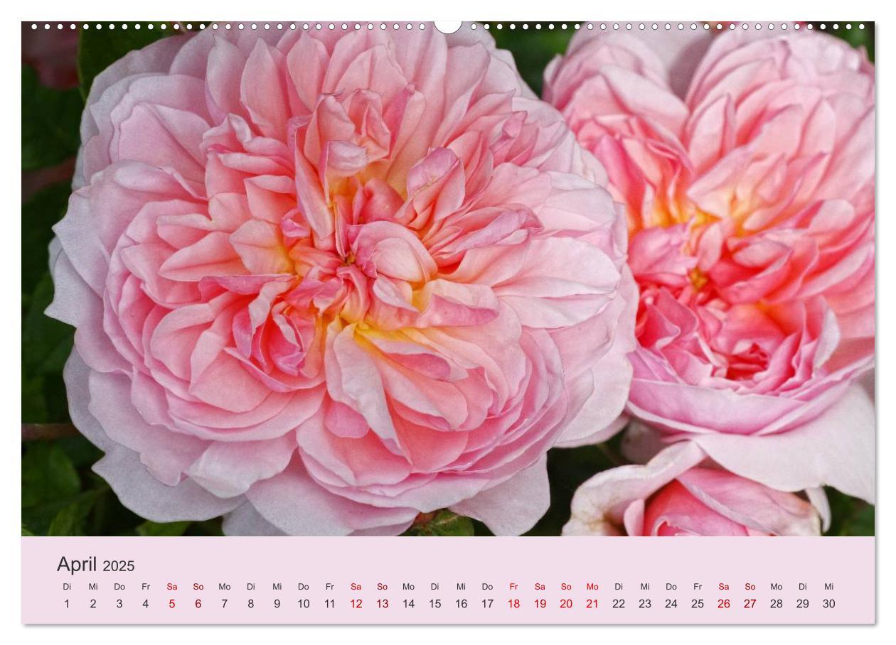 Bild: 9783435452743 | Rosen Reigen im Garten (Wandkalender 2025 DIN A2 quer), CALVENDO...