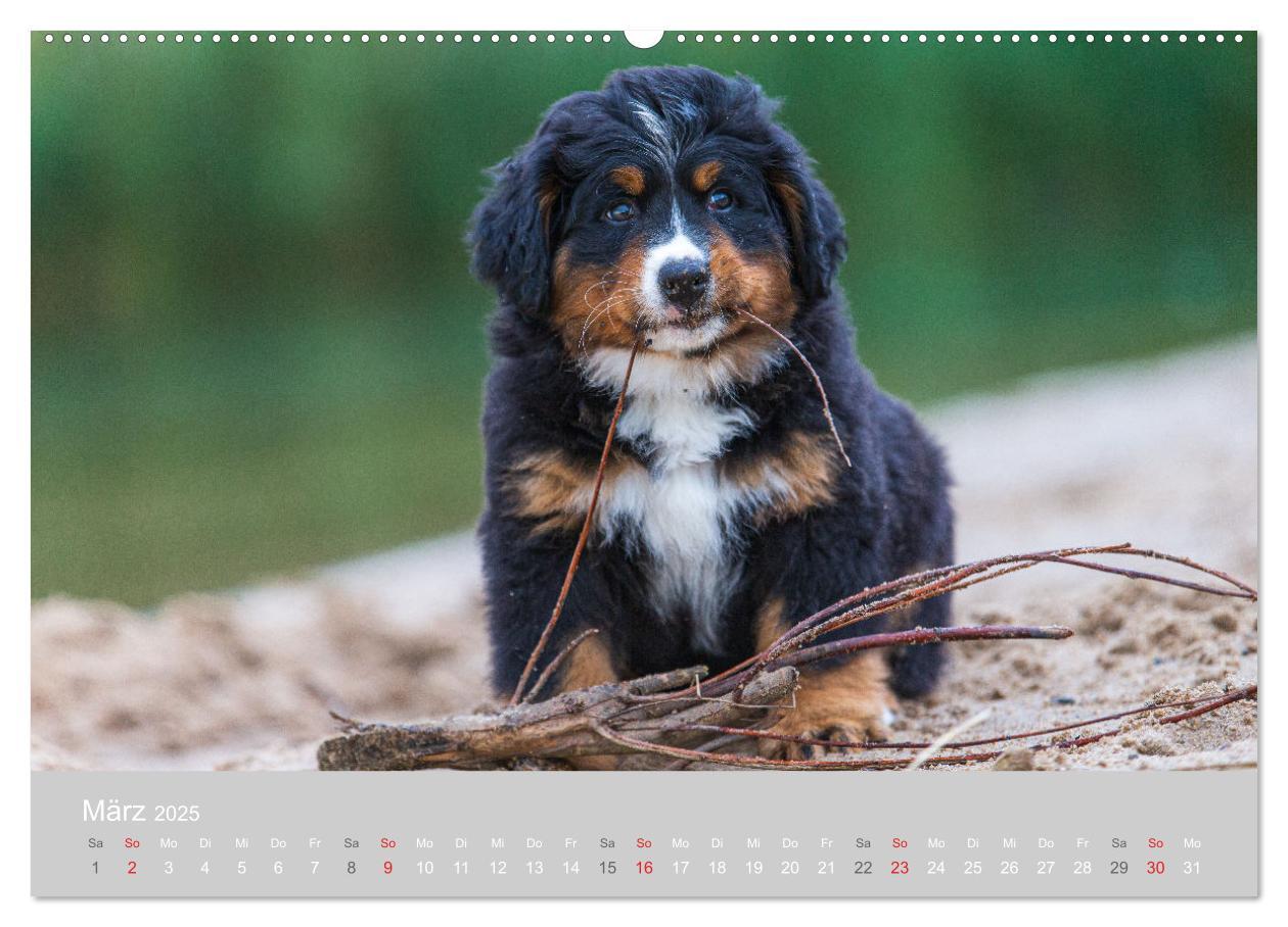 Bild: 9783435659012 | Liebling BERNER SENNENHUND (Wandkalender 2025 DIN A2 quer),...