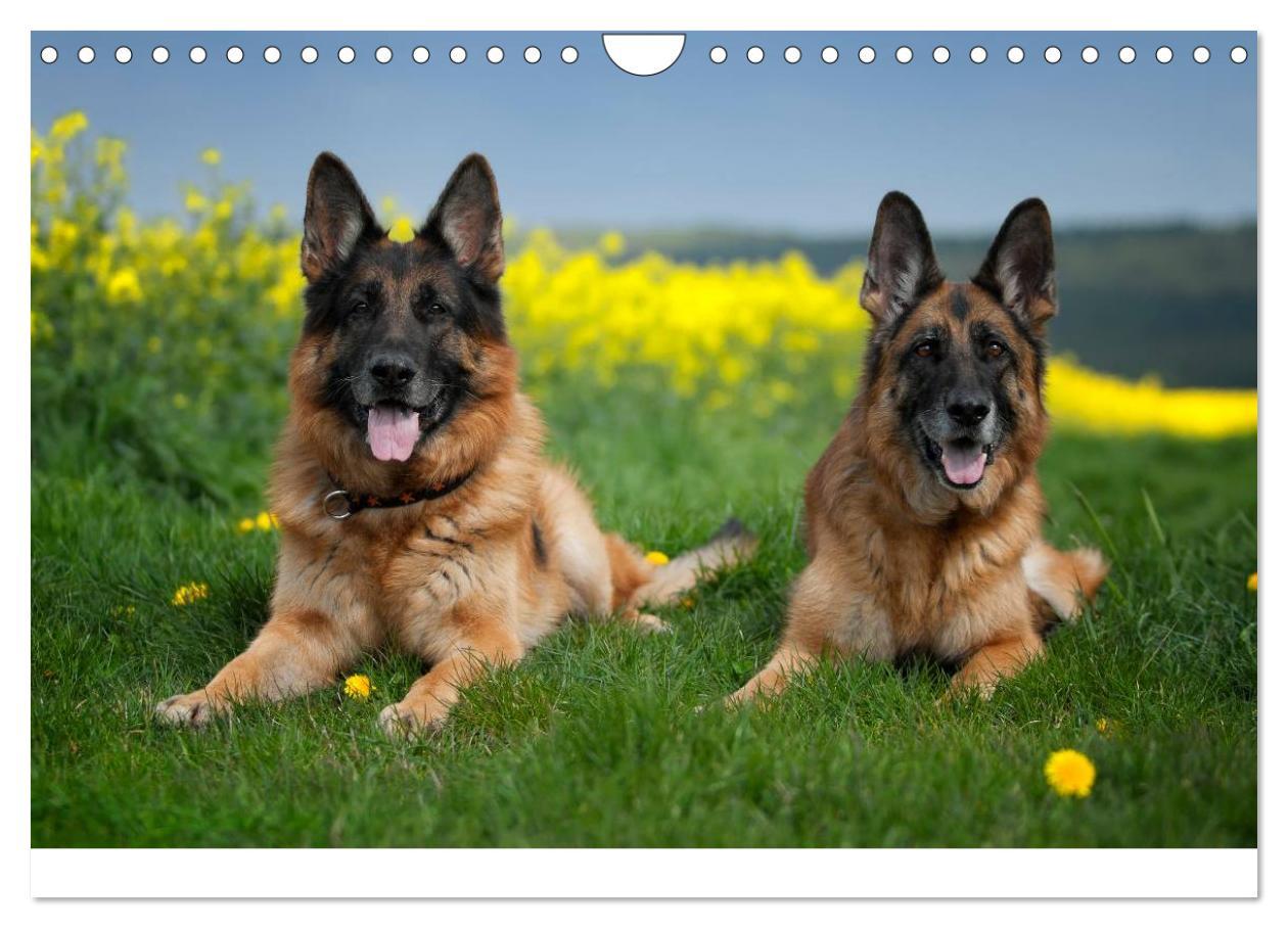 Bild: 9783435495931 | Schäferhunde Seelenhunde (Wandkalender 2025 DIN A4 quer), CALVENDO...