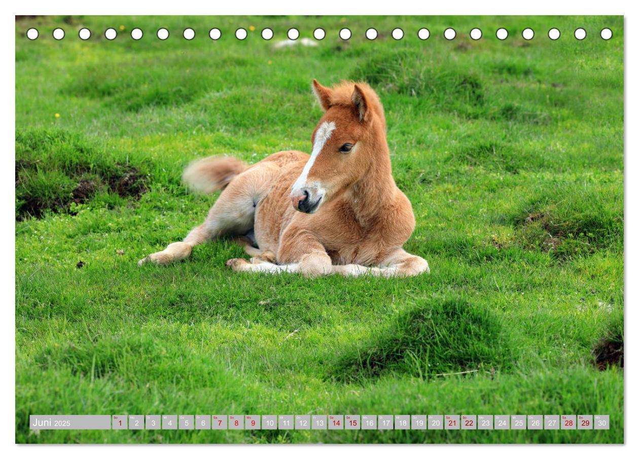 Bild: 9783435252435 | Islandpferde - Die tierischen Stars der Insel (Tischkalender 2025...