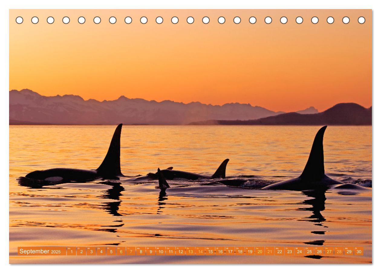 Bild: 9783383866050 | Orcas: Schwarz-weiße Giganten (Tischkalender 2025 DIN A5 quer),...