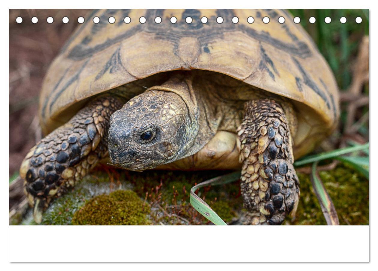 Bild: 9783435314430 | Meine Schildkröten (Tischkalender 2025 DIN A5 quer), CALVENDO...