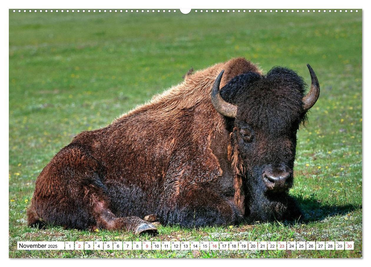 Bild: 9783435602872 | TATONKA Der nordamerikanische Bison (Wandkalender 2025 DIN A2...