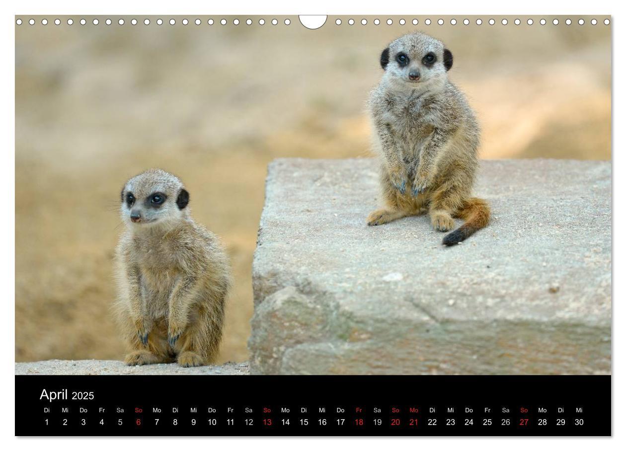 Bild: 9783435782123 | Lustige Erdmännchen (Wandkalender 2025 DIN A3 quer), CALVENDO...