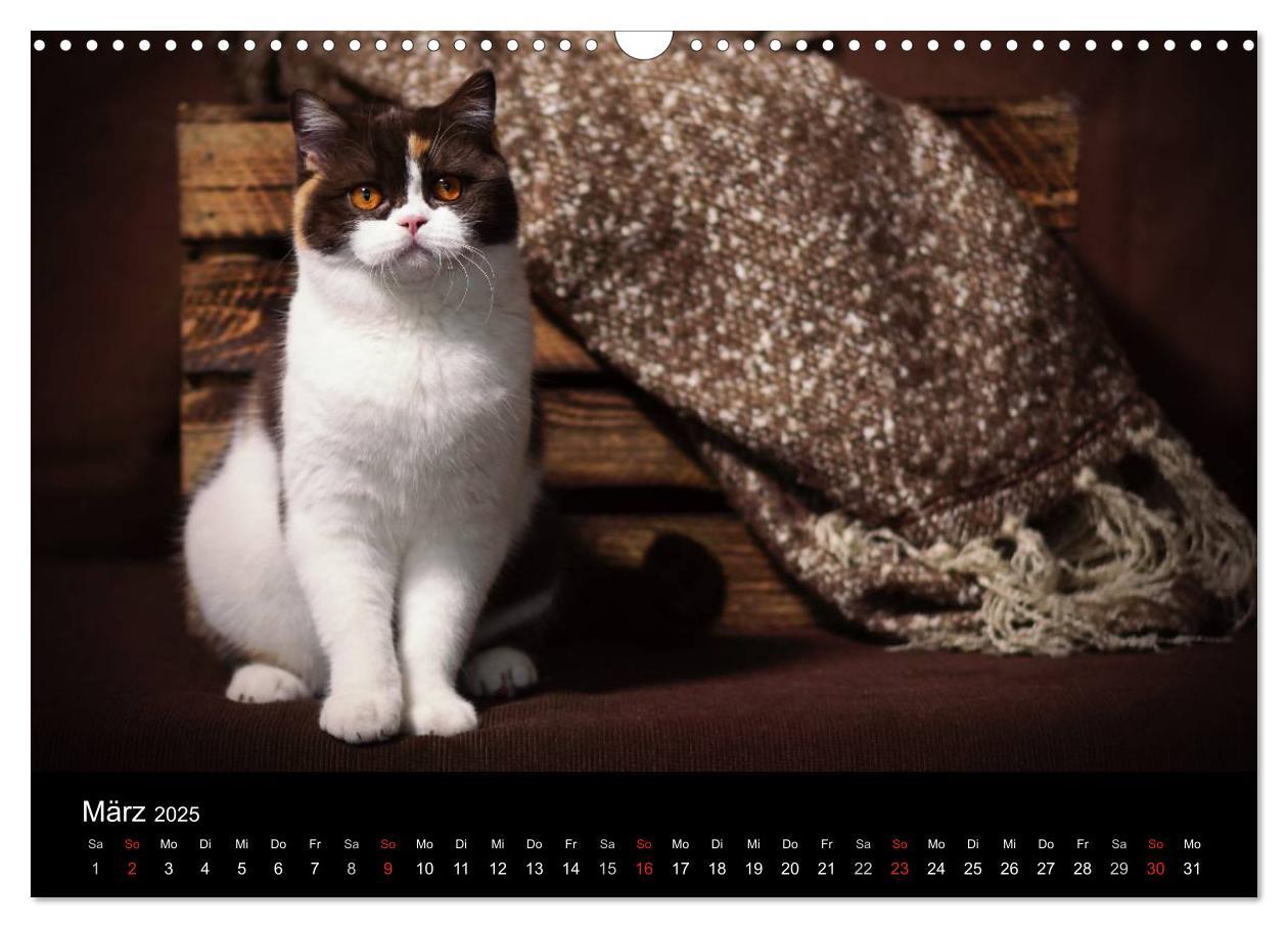 Bild: 9783435488032 | Schokoladige Britisch Kurzhaar Katzen (Wandkalender 2025 DIN A3...