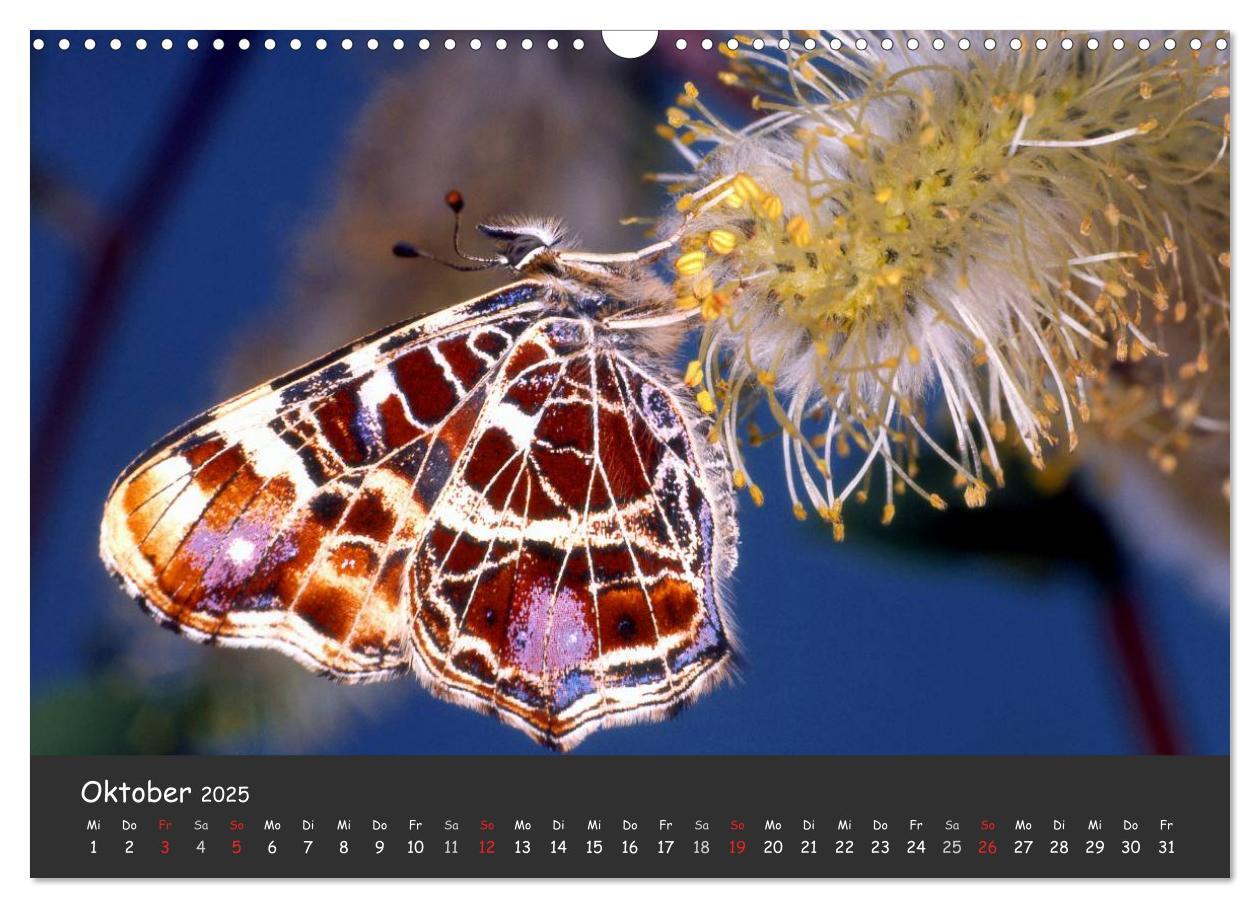 Bild: 9783435705894 | Wunderschöne Schmetterlinge (Wandkalender 2025 DIN A3 quer),...