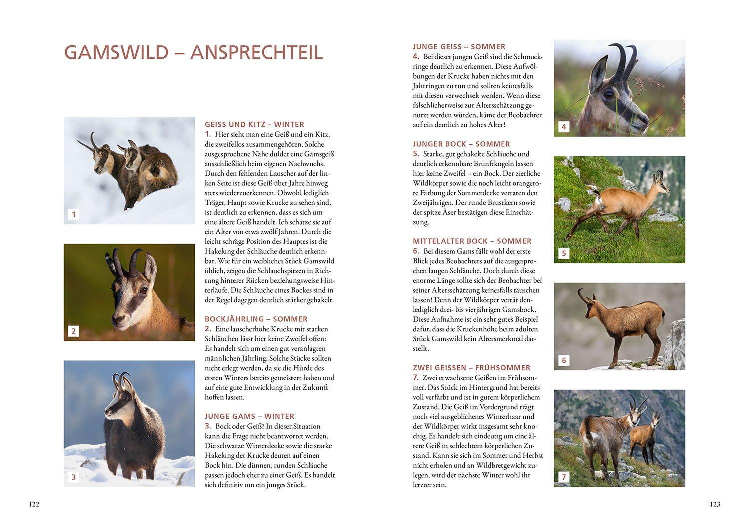 Bild: 9783440150689 | Die Altersansprache des Schalenwilds | Burkhard Stöcker | Buch | 2023