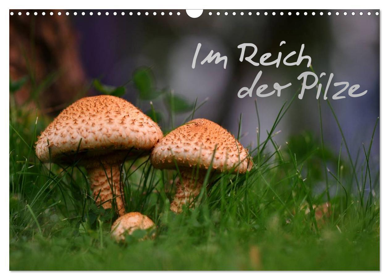 Cover: 9783435832187 | Im Reich der Pilze (Wandkalender 2025 DIN A3 quer), CALVENDO...