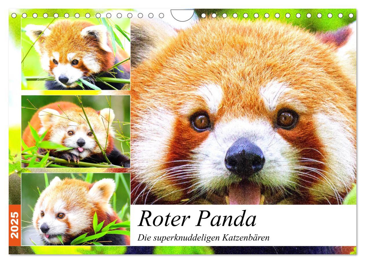 Cover: 9783435178766 | Roter Panda. Die superknuddeligen Katzenbären (Wandkalender 2025...