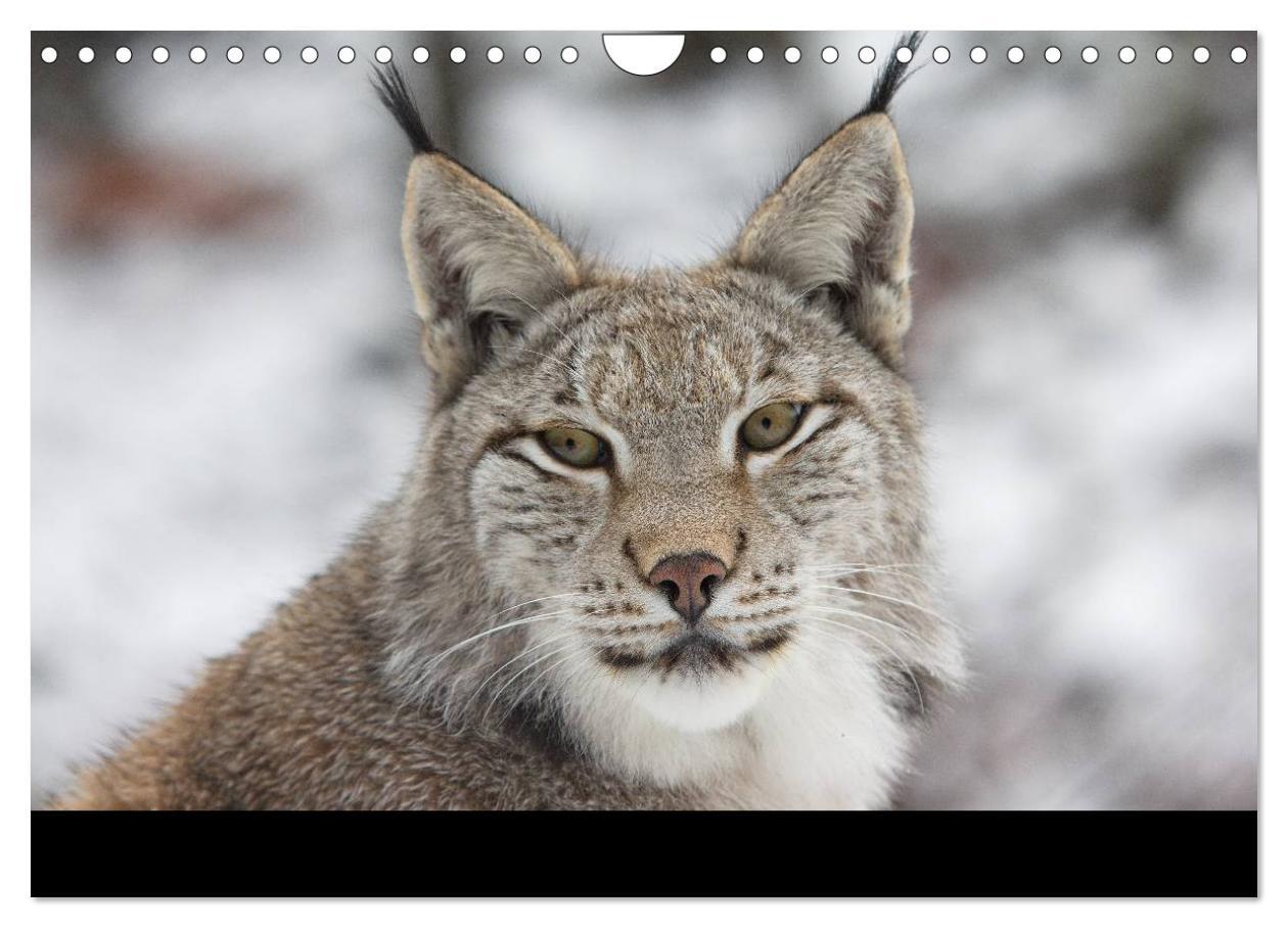 Bild: 9783435736645 | Der Luchs (Wandkalender 2025 DIN A4 quer), CALVENDO Monatskalender