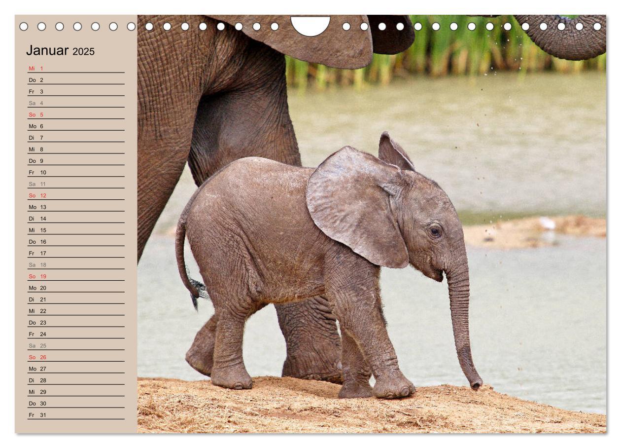 Bild: 9783435524785 | Afrikas wildes Kinderzimmer (Wandkalender 2025 DIN A4 quer),...