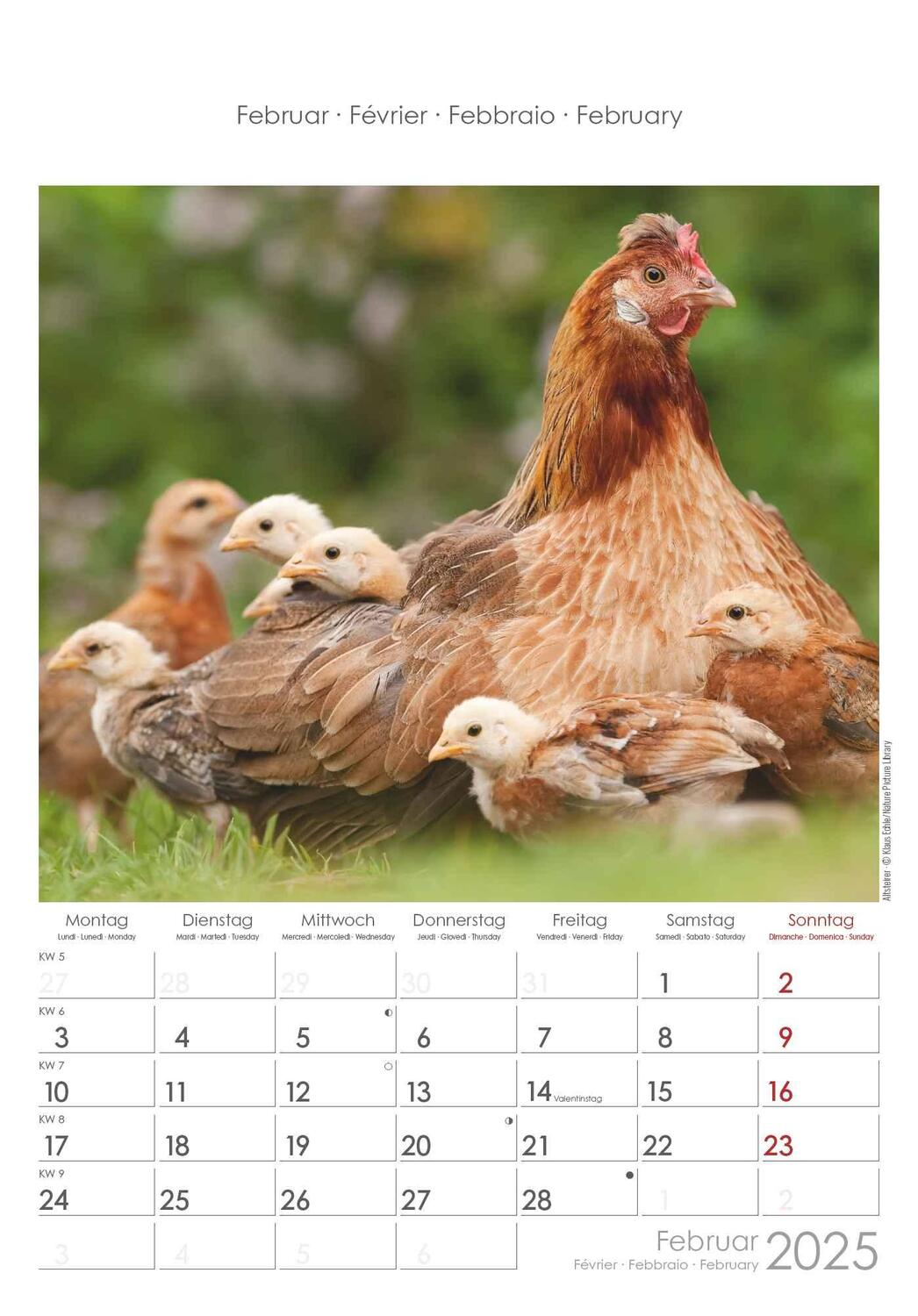 Bild: 4251732344351 | Hühner 2025 - Bildkalender 23,7x34 cm - Kalender mit Platz für...