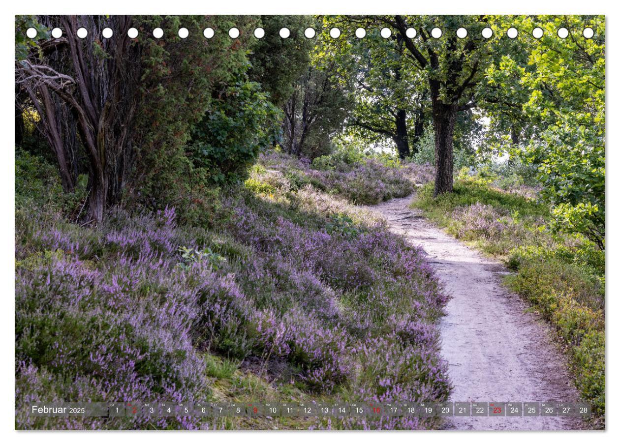 Bild: 9783383853005 | Die Lüneburger Heide - In voller Blüte (Tischkalender 2025 DIN A5...