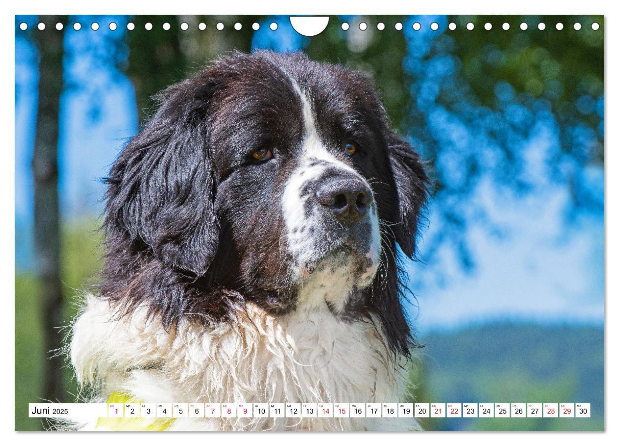 Bild: 9783383859618 | Traumhund Landseer (Wandkalender 2025 DIN A4 quer), CALVENDO...