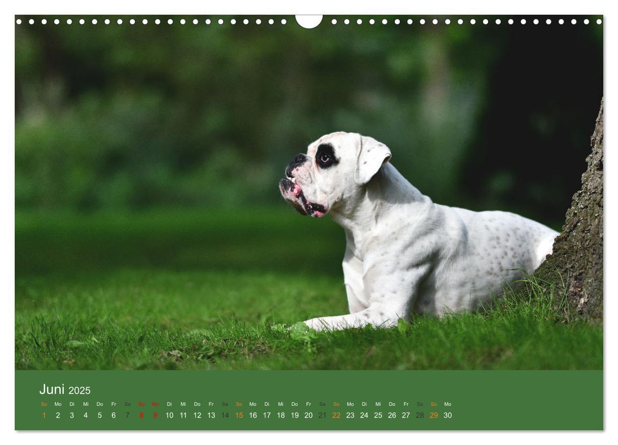 Bild: 9783383926396 | Der Boxer, der beste Hund der Welt (Wandkalender 2025 DIN A3 quer),...