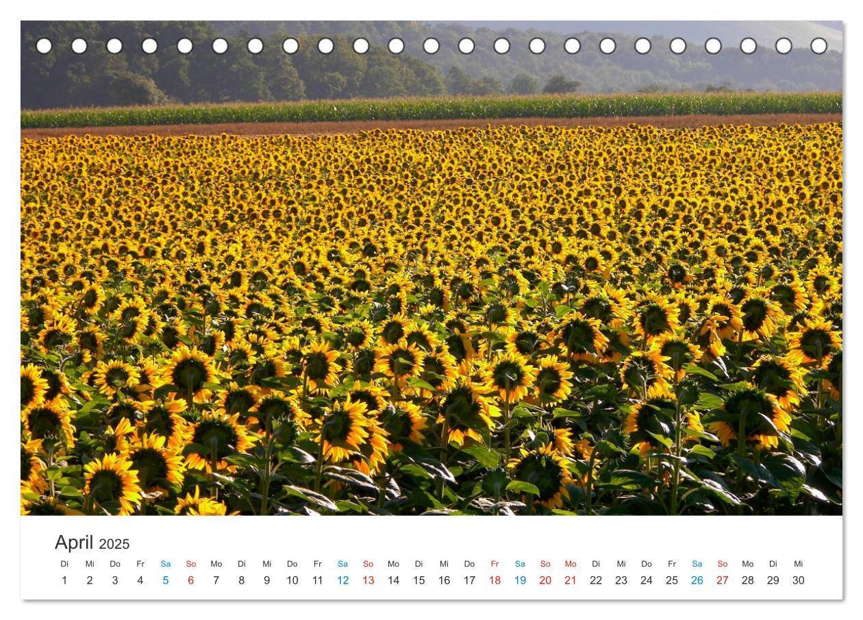 Bild: 9783435785841 | Sonnenblumen 2025 (Tischkalender 2025 DIN A5 quer), CALVENDO...