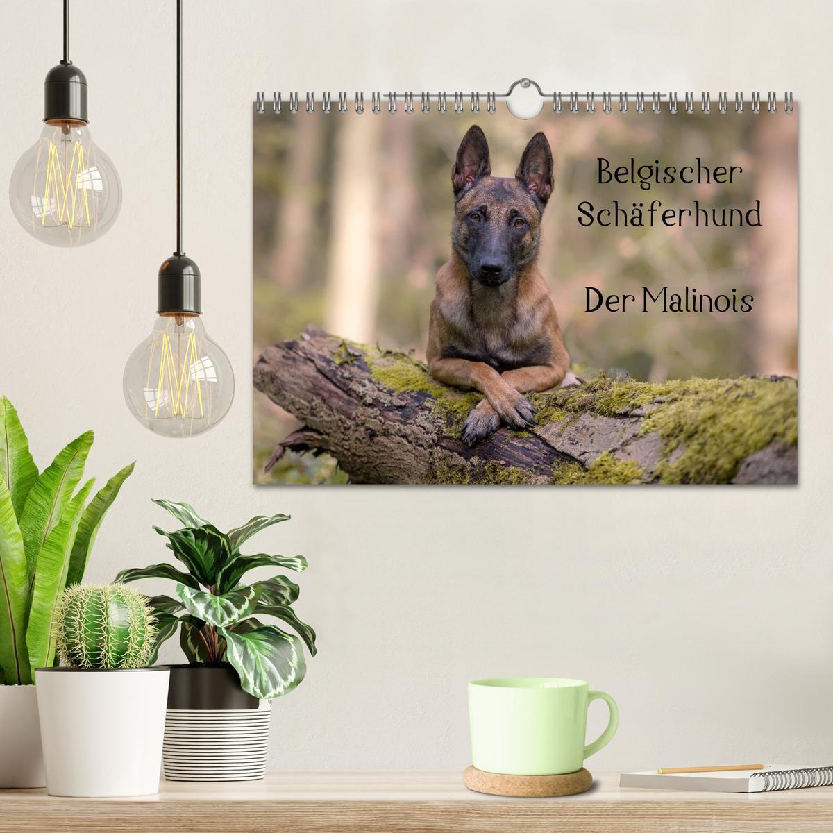 Bild: 9783435643554 | Belgischer Schäferhund - Der Malinois (Wandkalender 2025 DIN A4...