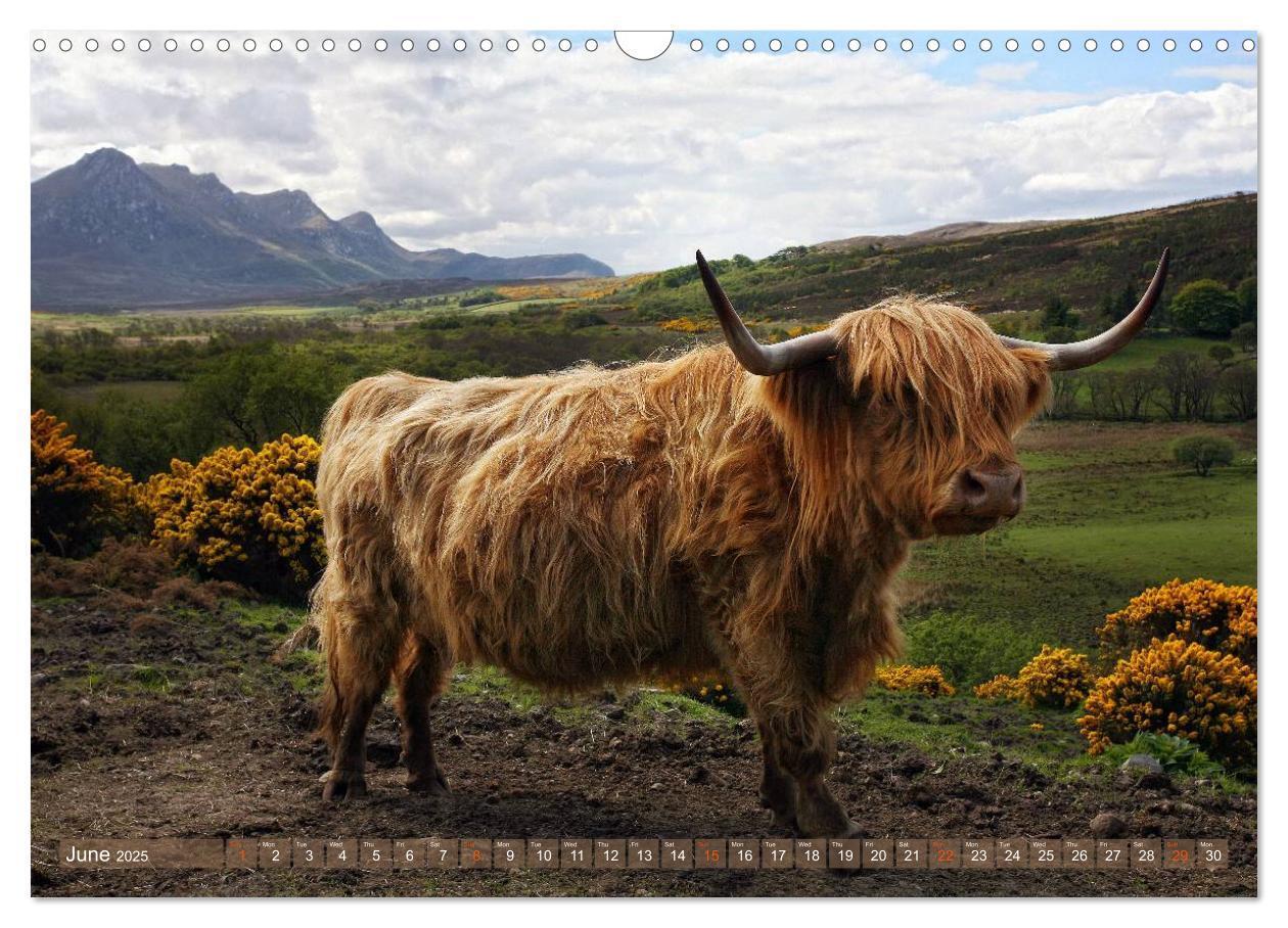 Bild: 9781325994229 | Highland Cattle - Native Breed of Scotland (Wall Calendar 2025 DIN...