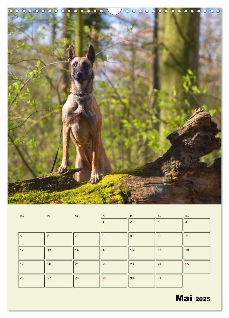 Bild: 9783435947065 | Malinois verlässliche Begleiter (Wandkalender 2025 DIN A3 hoch),...