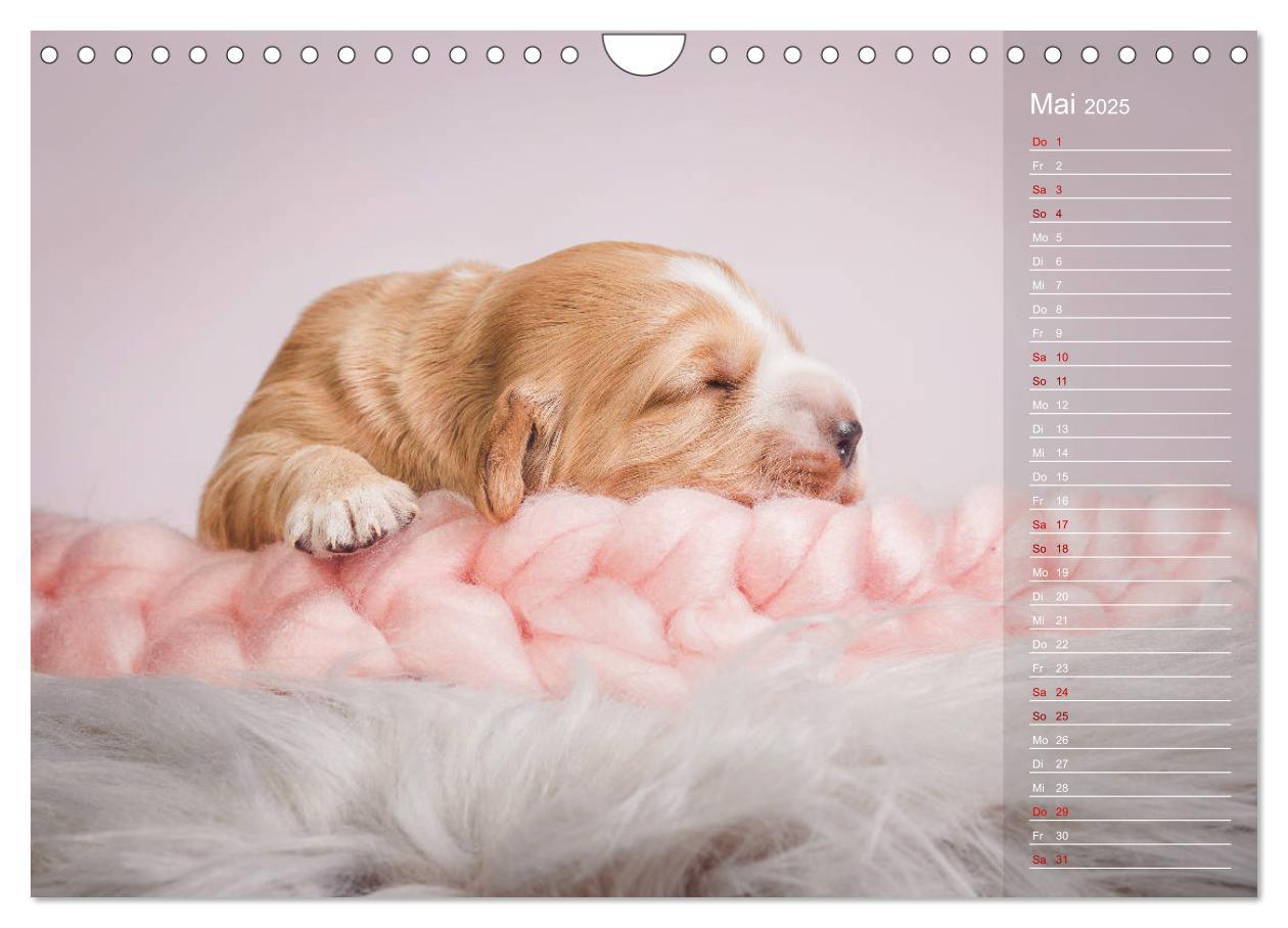 Bild: 9783435330980 | Englische Cocker Spaniel Welpen (Wandkalender 2025 DIN A4 quer),...