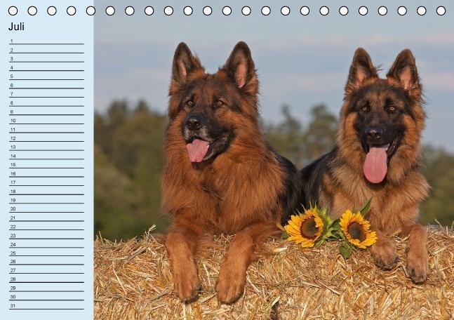 Bild: 9783660367836 | Der Schäferhunde-Geburtstagskalender (Tischkalender immerwährend...