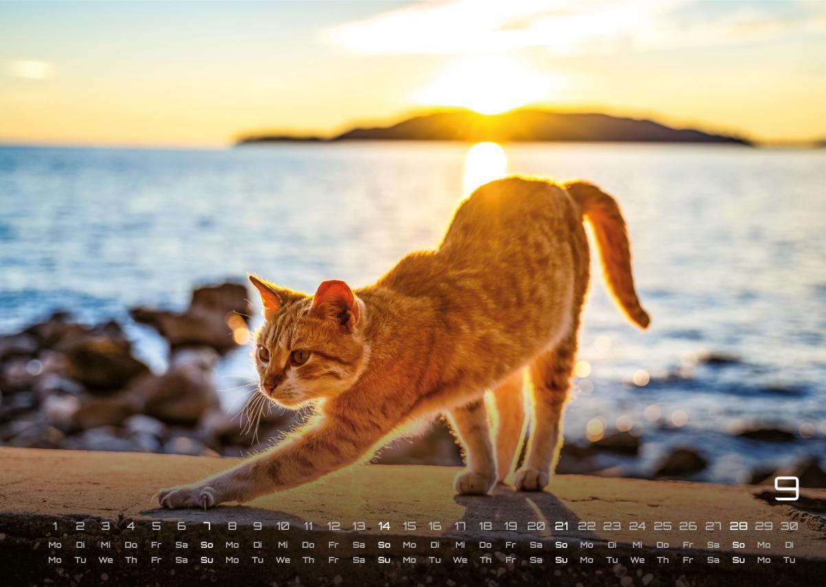 Bild: 9783986733865 | Miau - Unsere Stubentiger - Der Katzenkalender - 2025 - Kalender...