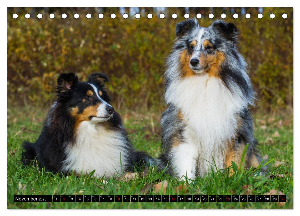 Bild: 9783435568758 | Traumhund Sheltie (Tischkalender 2025 DIN A5 quer), CALVENDO...