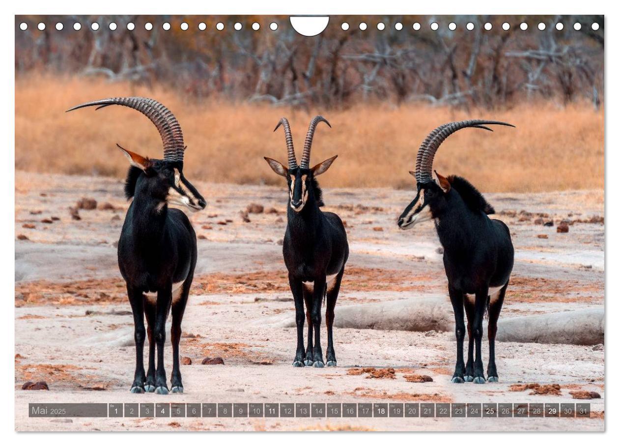 Bild: 9783435725748 | Botswana ¿ Landschaft und Tierwelt (Wandkalender 2025 DIN A4 quer),...