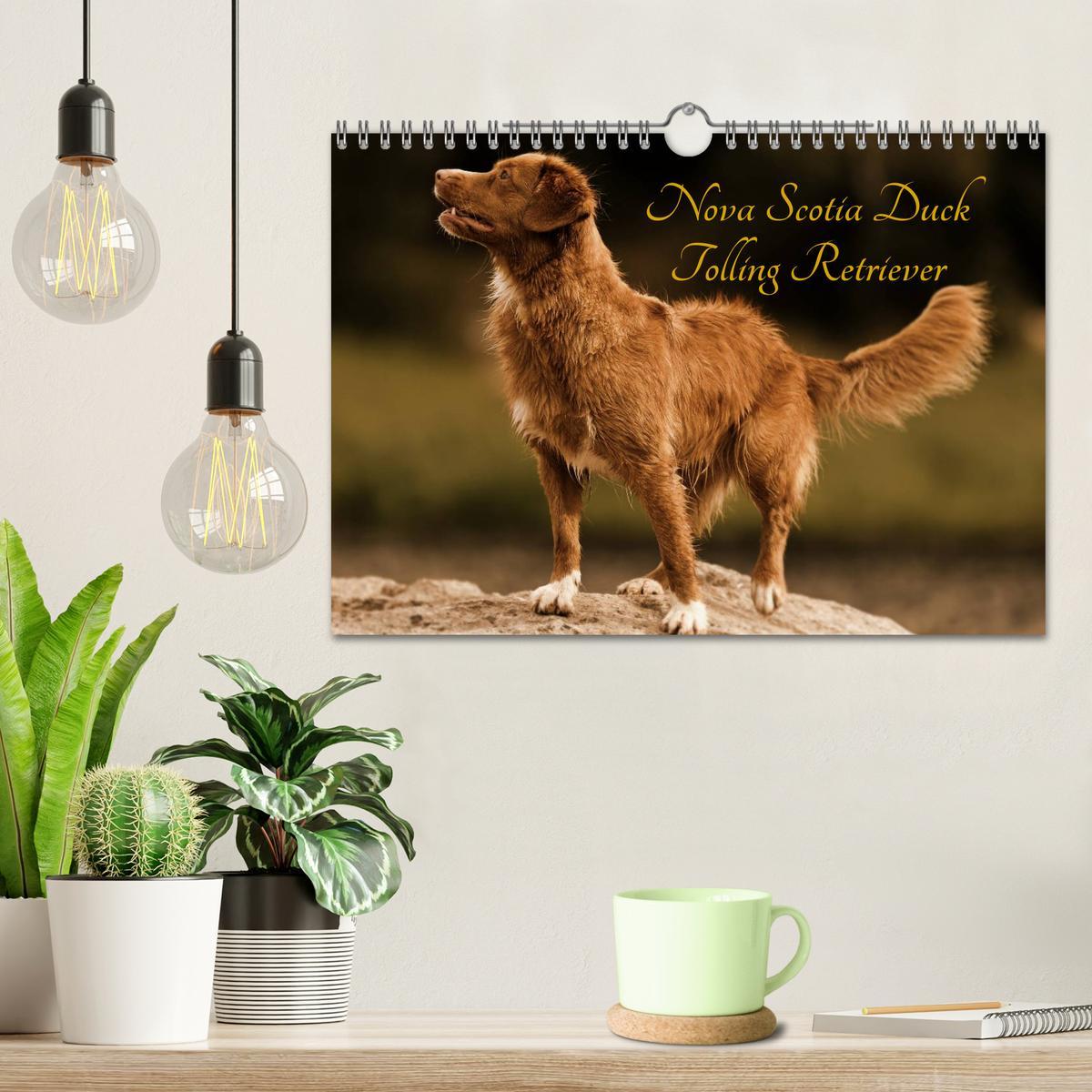 Bild: 9783435569663 | Nova Scotia Duck Tolling Retriever (Wandkalender 2025 DIN A4 quer),...