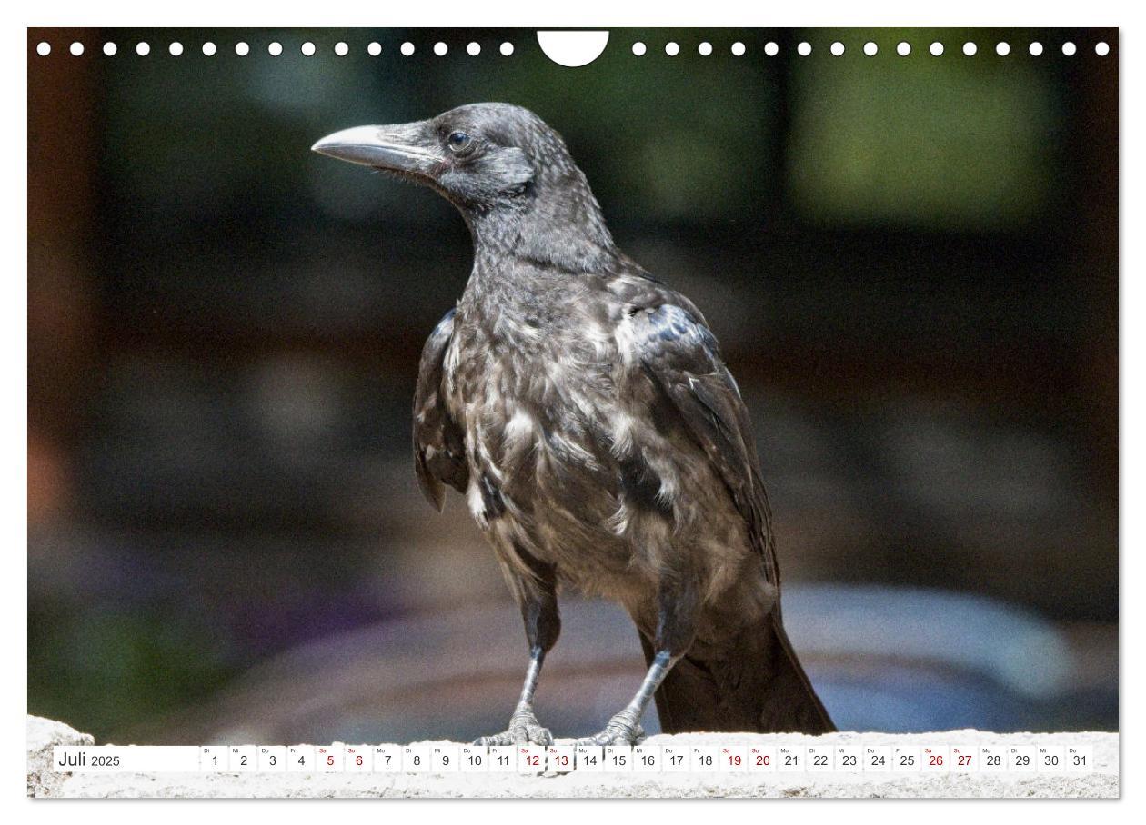 Bild: 9783383927751 | Rabenvögel - ganz nah (Wandkalender 2025 DIN A4 quer), CALVENDO...