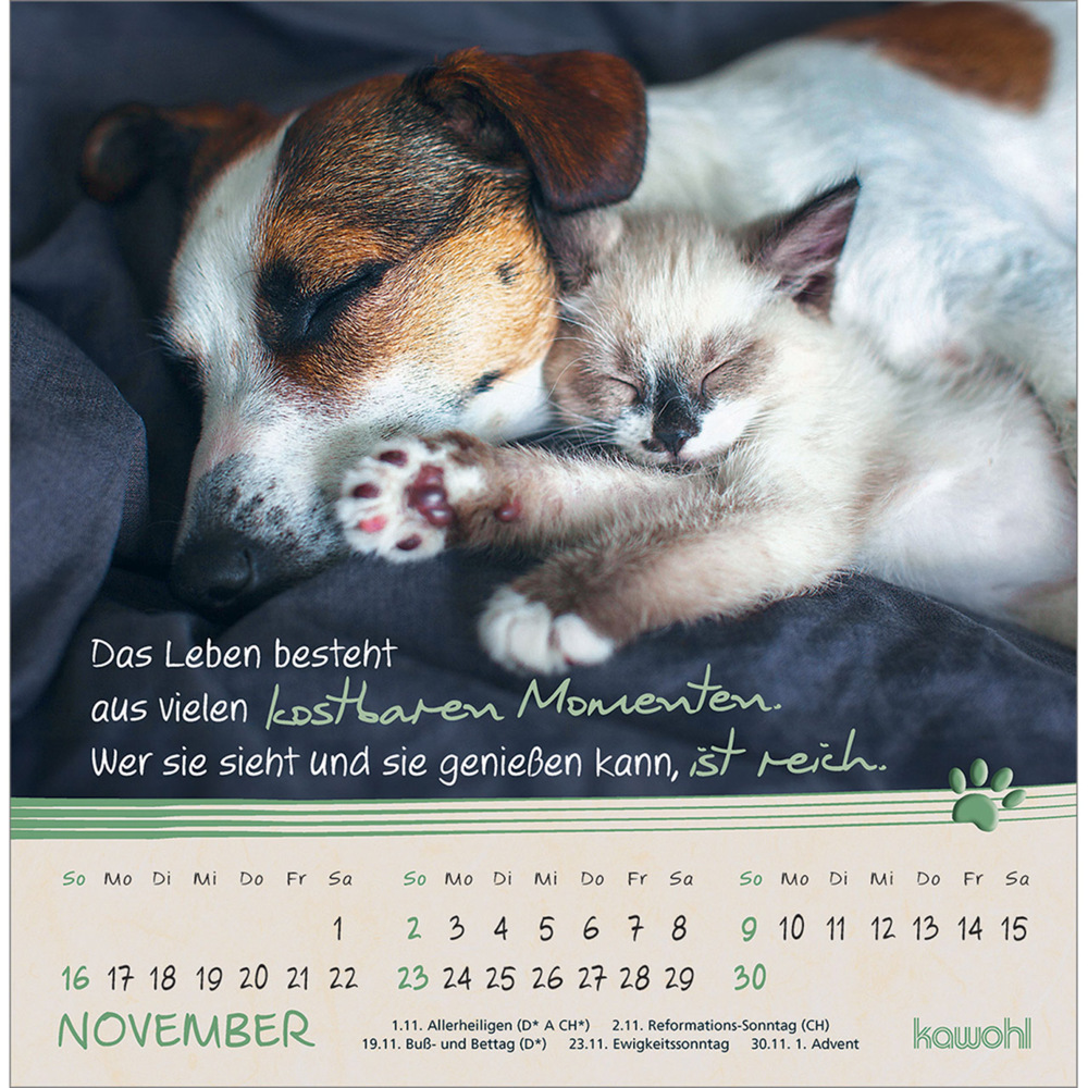 Bild: 9783754816950 | Kleine Katzen-Tatzen 2025 | Postkarten-Kalender | Kalender | 13 S.